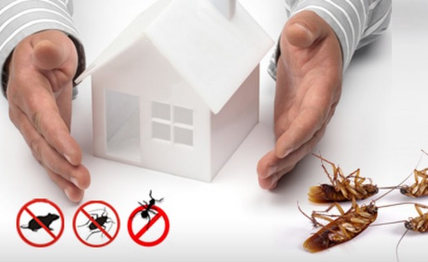 SEO For Pest Control Services In Lexington