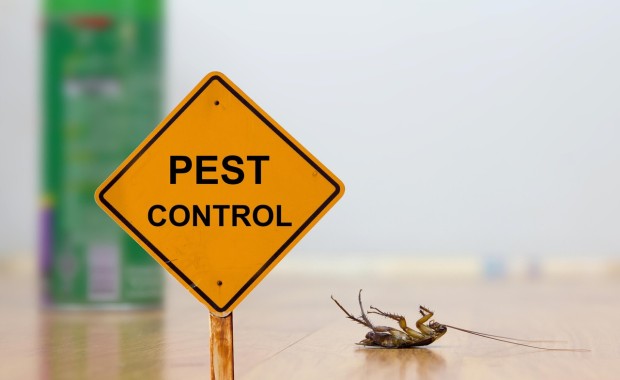 SEO for Pest Control Services in San Antonio