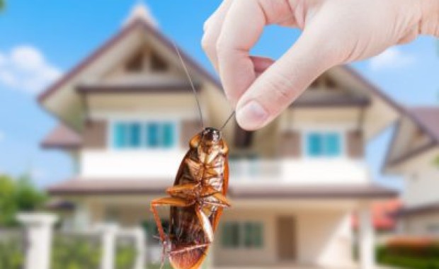 SEO For Pest Control Services in Pittsburgh