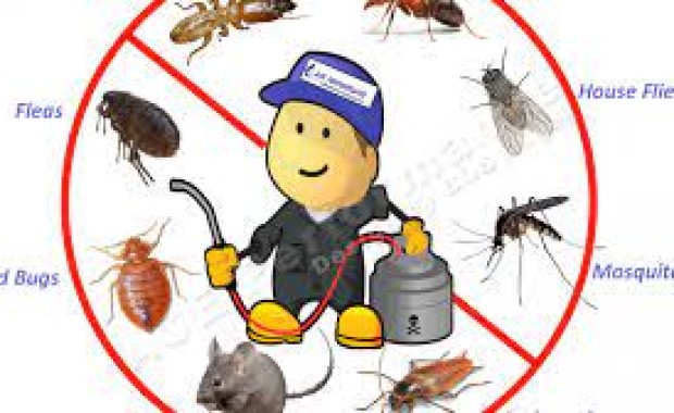 SEO For Pest Control Services in Tampa