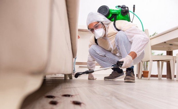 SEO for Pest Control Services in Seattle