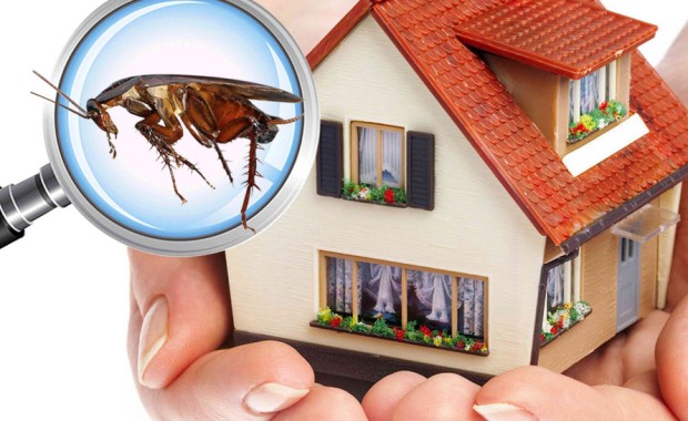 SEO for Pest Control Services in Cape Coral