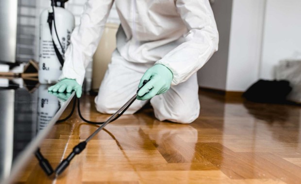 SEO for Pest Control Services in Louisville