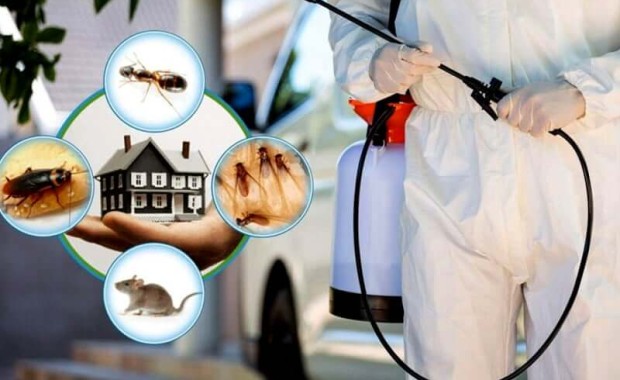 SEO for Pest Control Services in Knoxville