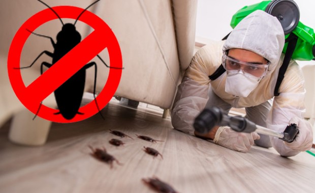 SEO for Pest Control Services in Atlanta