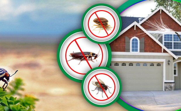 SEO for Pest Control Services in Raleigh