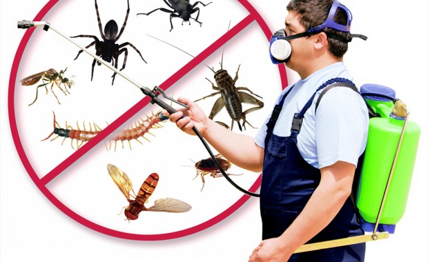 SEO for Pest Control Services in Houston