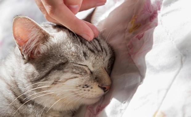 SEO for Pet Services in Des Moines