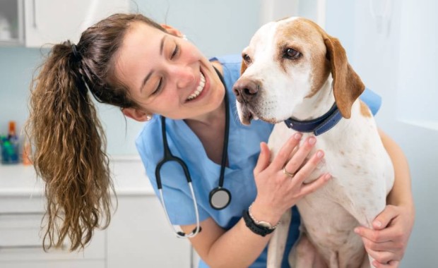 SEO For Pet Services in Tampa