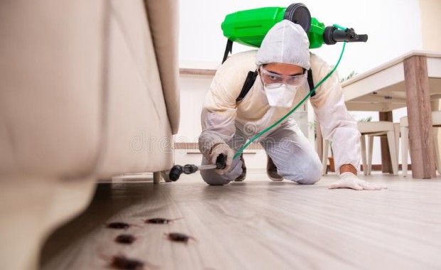 SEO For Pest Control Services In Denver