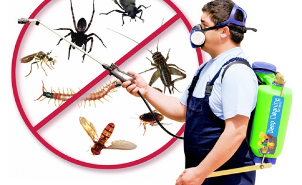 SEO for Pest control services in Indianapolis