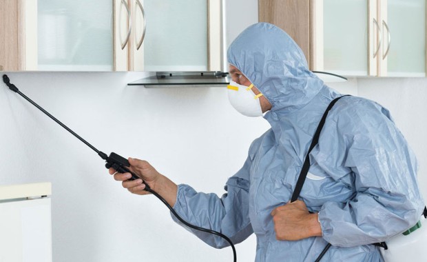 SEO For Pest Control Services In Fort Worth